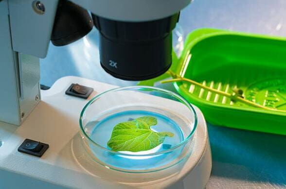 Agro Smart Lab Gljivične bolesti biljaka - ispitivanje uzročnika bolesti