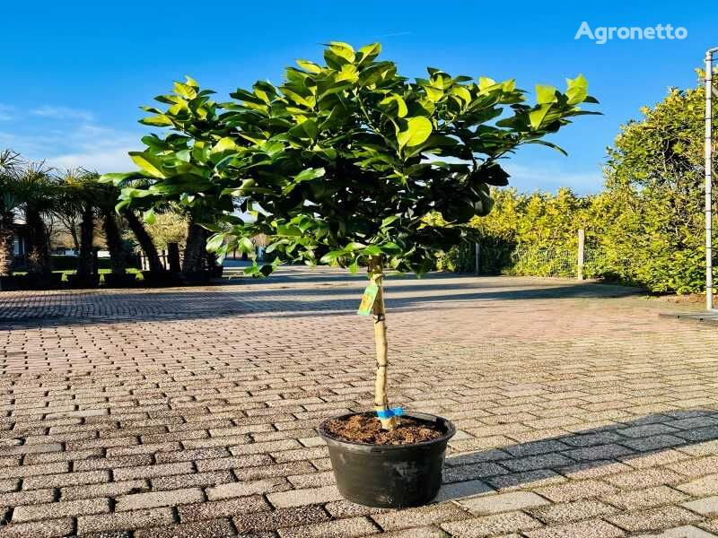 citroenboom 160cm hoog mladica ukrasnog grmlja
