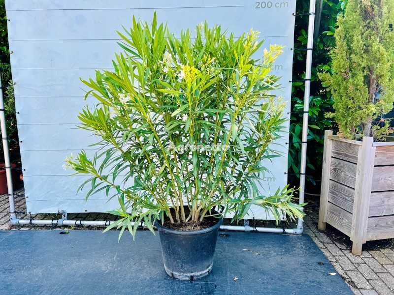 oleander wit 160cm incl pot mladica ukrasnog grmlja