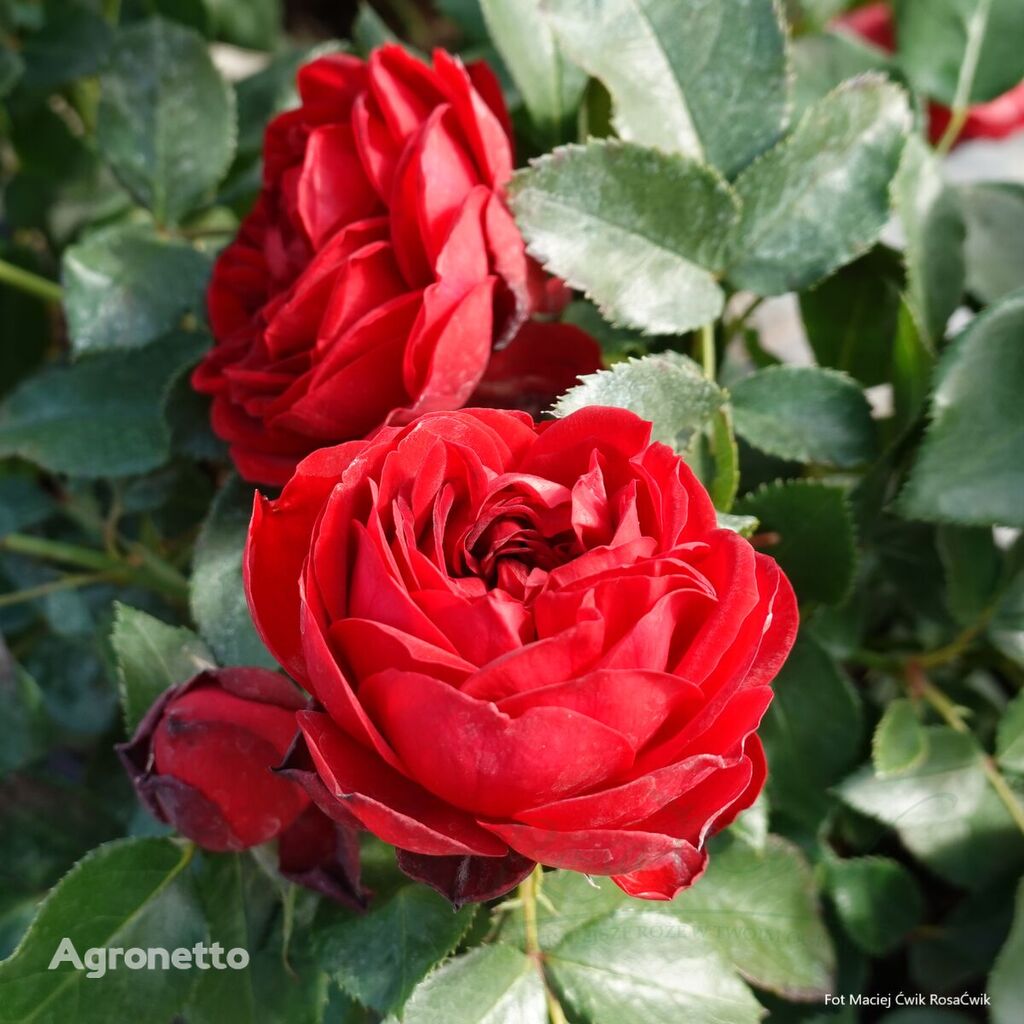 Róża Till Eulenspiegel® (Dyl Sowizdrzał) sadnica cvijeća